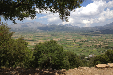 Crete: Lasithi Plateau and Knossos Palace Day Tour Pickup from Elounda, Agios Nikolaos, Istron