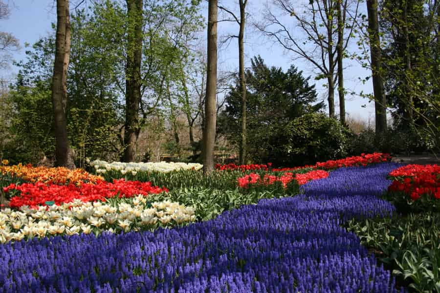 Von Amsterdam aus: Keukenhof und Haarlem Ganztägige geführte Tour. Foto: GetYourGuide