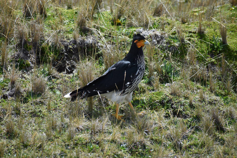 Parc national d&#039;Antisana - Observation du condor des Andes