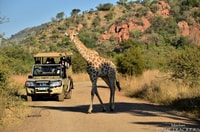 Von Sun City, Pilanesberg National Park 3-Stunden-Spiel Drive - Housity