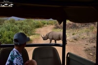 Von Sun City, Pilanesberg National Park 3-Stunden-Spiel Drive - Housity