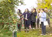 Jaén, Olive Mill Tour and Olive Oil Tasting Experience - Housity