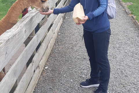 Auckland: Sheepworld, Honey Centre, & Kauri Trail Tour