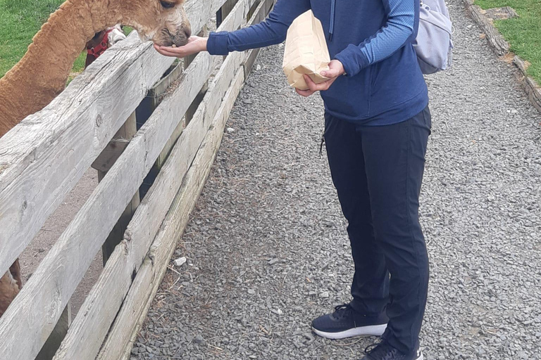 Auckland: Sheepworld, Honey Centre, & Kauri Trail Tour