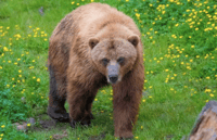 Sitka, tótem, Raptor Center y Fortress of Bears Tour - Housity