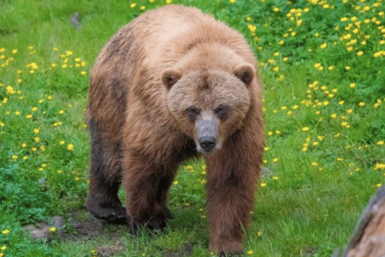 Sitka: Totem Poles, Raptor Centre, & Fortress of Bears Tour Sitka: Totem Poles, Local History and Fortress of Bears Tour