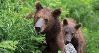 Sitka, tótem, Raptor Center y Fortress of Bears Tour - Housity