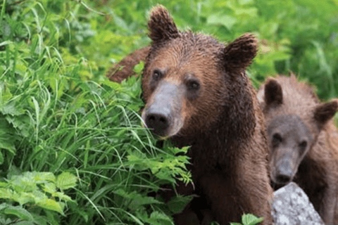 Sitka: Totem Poles, Raptor Centre, & Fortress of Bears Tour Sitka: Totem Poles, Local History and Fortress of Bears Tour