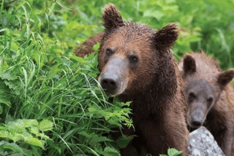 Sitka: Totem Poles, Raptor Centre, & Fortress of Bears Tour Sitka: Totem Poles, Local History and Fortress of Bears Tour