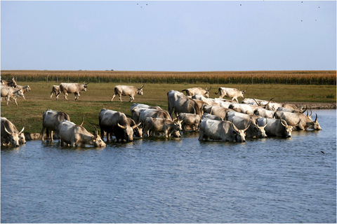 Wycieczka całodniowa z Budapesztu na węgierską pusztęWęgierska Puszta z Budapesztu – wycieczka całodniowa