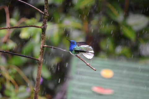Trinidad: Experiencia en el Santuario de Aves del Centro Natural Asa Wright