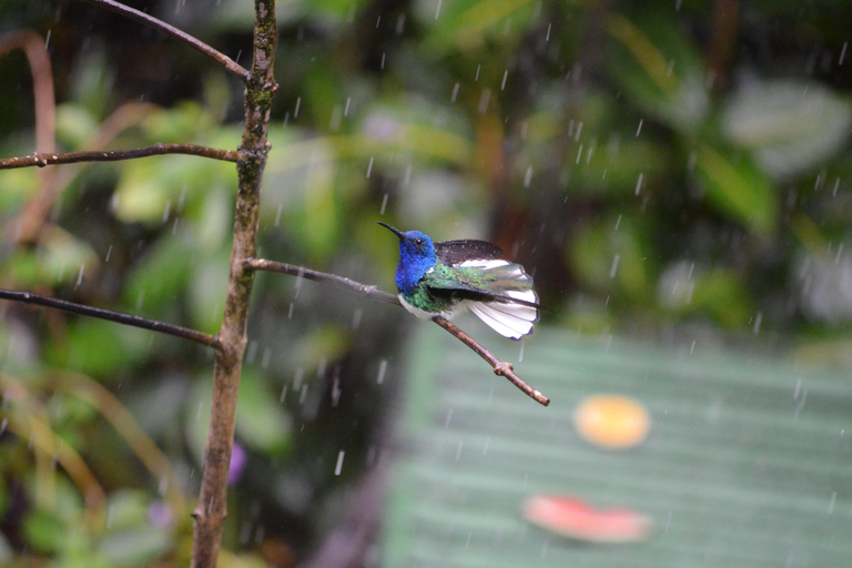 Trinidad: Experiencia en el Santuario de Aves del Centro Natural Asa Wright