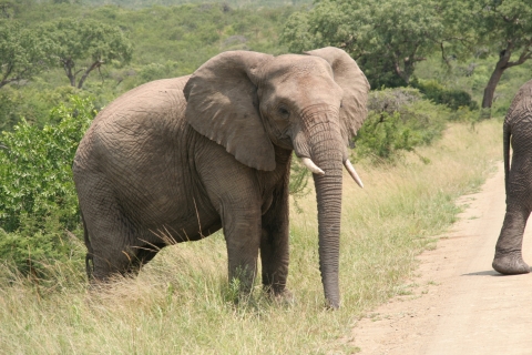 Van Durban: safaritocht van een halve dag