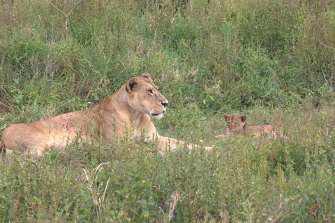 Nairobi: Sunrise Wildlife Safari with Hotel Pickup