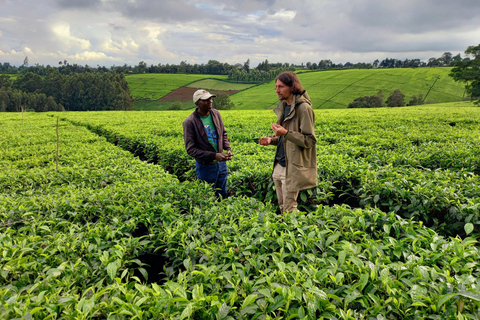 Nairobi: excursão de meio dia a uma fazenda de chá com almoço e degustação de chá.Nairóbi: Passeio de meio dia para tomar chá com almoço e degustação de chá.