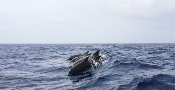 Portimão: Dolphin Watching on the Algarve Coast