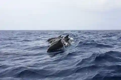Portimão: Dophin Watching on the Algarve Coast