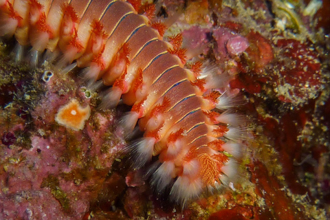 Chania: Snorkelen op een zeescooter rondvaart