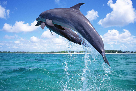 Mnemba Island: Delfiner och snorkling med gratis upphämtningPrivat tur med upphämtning på hotell, lunch och marin avgift