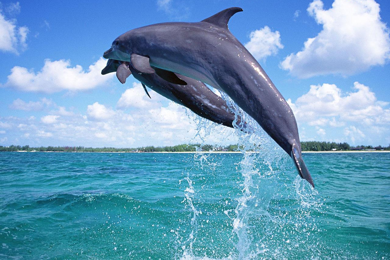 Mnemba Island: Delfiner och snorkling med gratis upphämtningDelad tur: Gratis upphämtning i Nungwi/Kendwa och Mnemba-avgifter