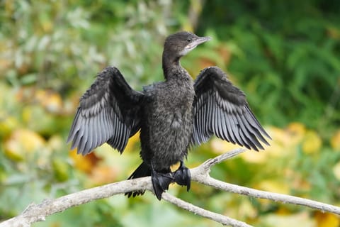 Skadar Lake: Self-Guided Bird Tour & Kayak Rental