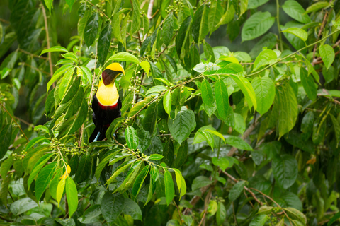 Jaco Beach: Pacific Luchttram bij Rainforest AdventuresJaco Beach: Pacific Aerial Tram bij Rainforest Adventures