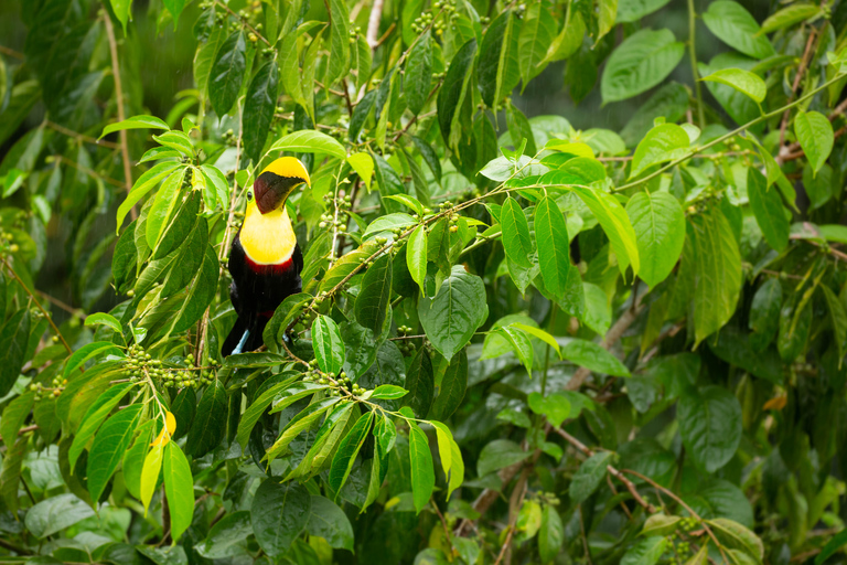 Praia de Jaco: Pacific Aerial Tram na Rainforest AdventuresJaco Beach: Pacific Aerial Tram em Rainforest Adventures