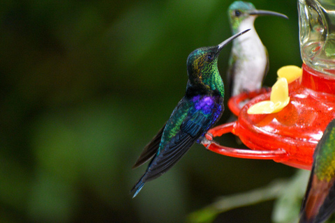 Mindo: Waterfalls, Chocolate, and Birdwatching Day Tour MINDO 360