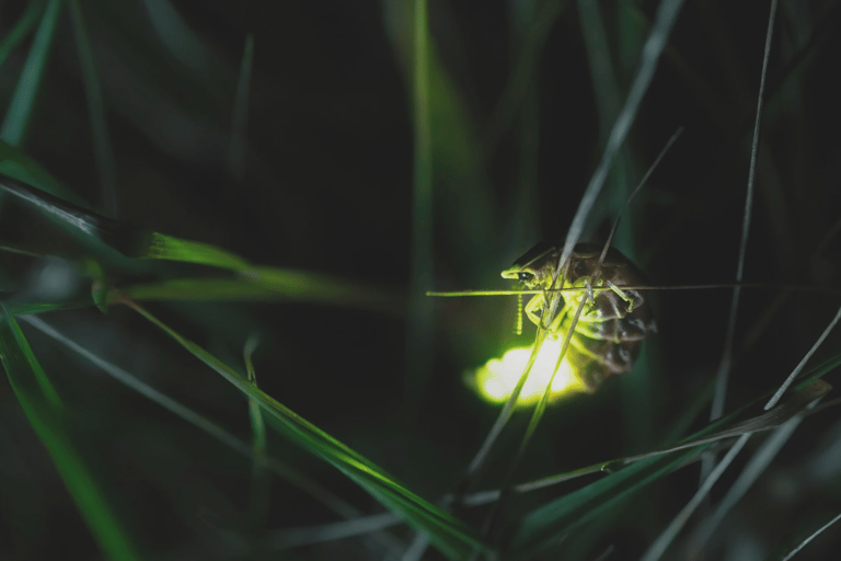 From Ubud: Evening Firefly Tour in Taro Village