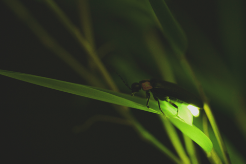 From Ubud: Evening Firefly Tour in Taro Village