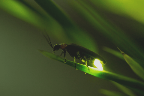 From Ubud: Evening Firefly Tour in Taro Village