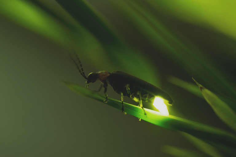 Z Ubud: wycieczka na wieczór Firefly w miejscowości Taro