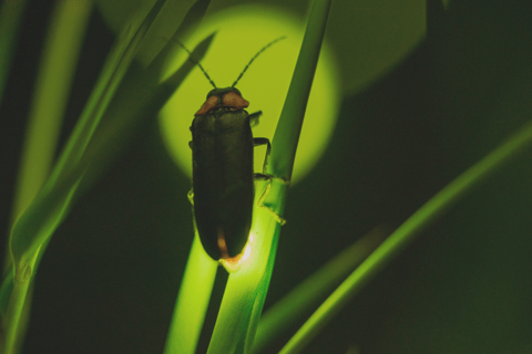 From Ubud: Evening Firefly Tour in Taro Village