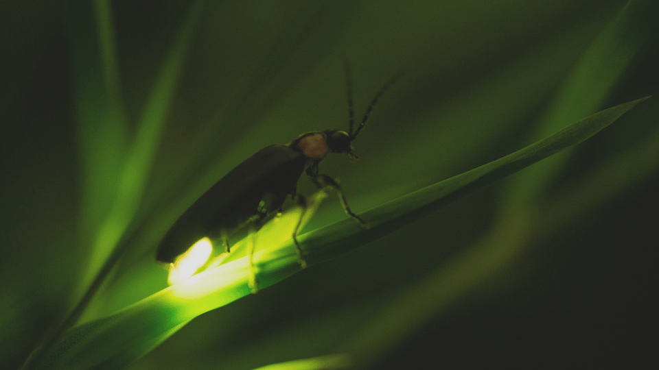 From Ubud: Evening Firefly Tour in Taro Village | GetYourGuide