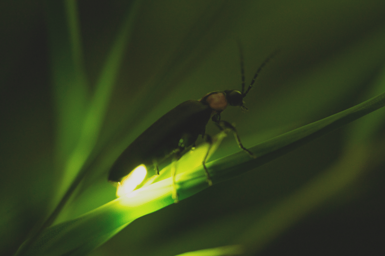 From Ubud: Evening Firefly Tour in Taro Village