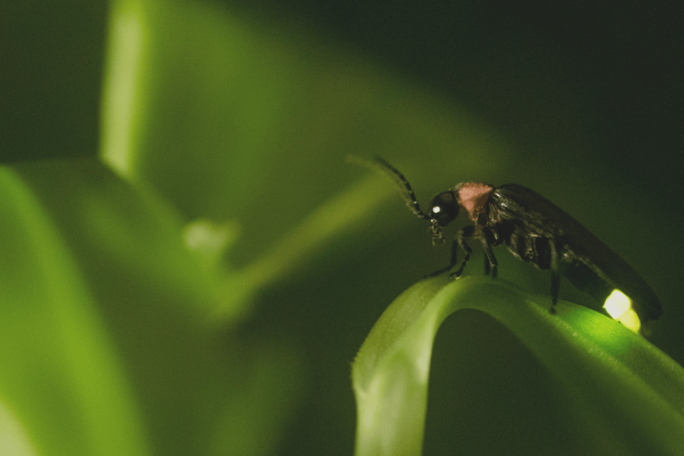 From Ubud: Evening Firefly Tour in Taro Village