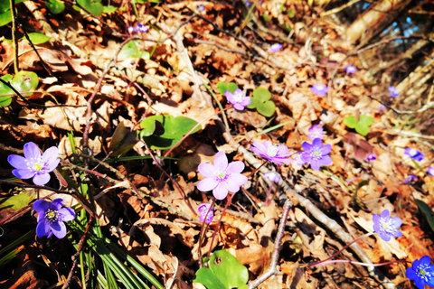 Randonnée guidée dans le parc national de GaujaDepuis Riga/Jurmala : Randonnée guidée dans le parc national de Gauja