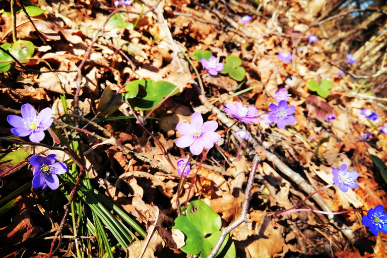 Randonnée guidée dans le parc national de GaujaDepuis Riga/Jurmala : Randonnée guidée dans le parc national de Gauja