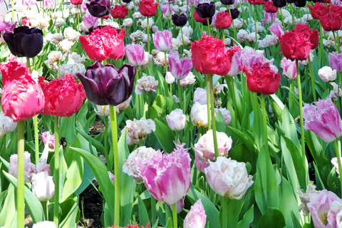 Von Amsterdam aus: Tulpentour Keukenhof & Stadtführung DelftVon Amsterdam aus: Tulpentour Keukenhof & Stadtrundfahrt Delft