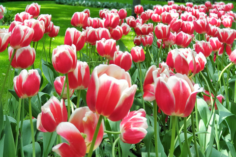 Au départ d'Amsterdam : Visite des tulipes à Keukenhof et visite de la ville de Delft