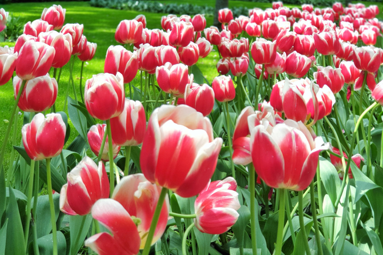 Au départ d'Amsterdam : Visite des tulipes à Keukenhof et visite de la ville de Delft