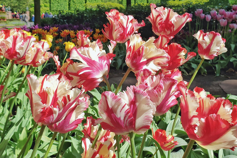 Z Amsterdamu: Tulip Tour Keukenhof & Wycieczka po mieście DelftZ Amsterdamu: Wycieczka po tulipanach Keukenhof i zwiedzanie miasta Delft