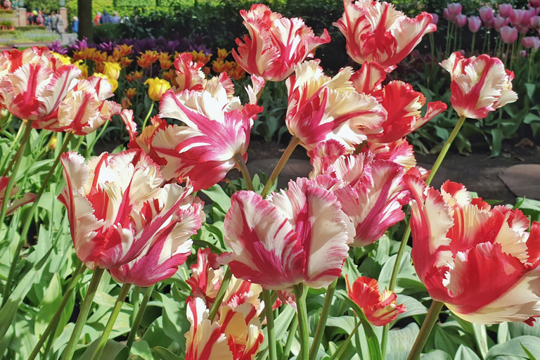 From Amsterdam: Tulip Tour Keukenhof & City Tour Delft