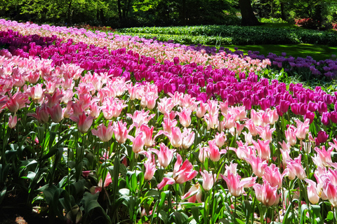 Da Amsterdam: Tour dei tulipani Keukenhof e tour della città di Delft