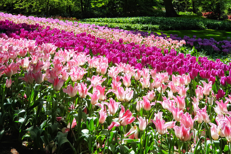 Da Amsterdam: Tour dei tulipani Keukenhof e tour della città di Delft