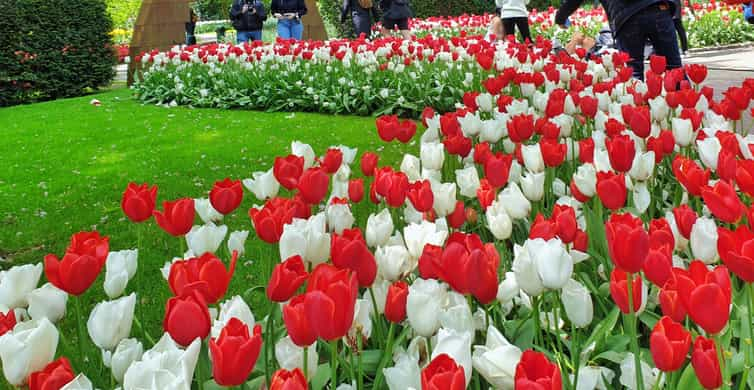 From Amsterdam: Tulip Tour Keukenhof & City Tour Delft | GetYourGuide