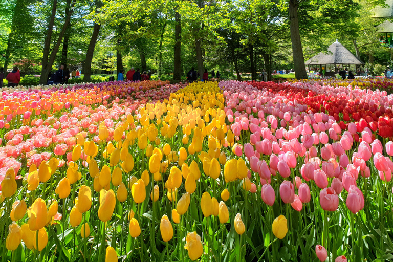 From Amsterdam: Tulip Tour Keukenhof & City Tour Delft