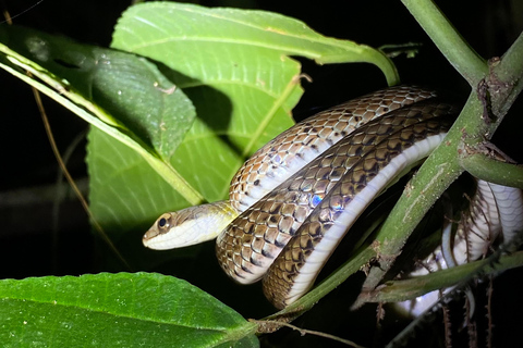 Manuel Antonio: Tour noturno com um guia de turismo naturalista.Tour noturno com um guia de turismo naturalista (transporte incluído)