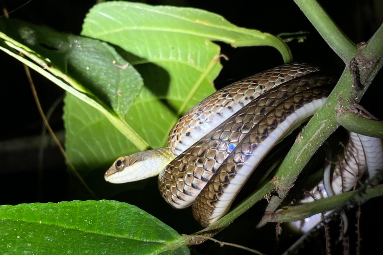 Manuel Antonio : Visite nocturne avec un guide naturaliste.