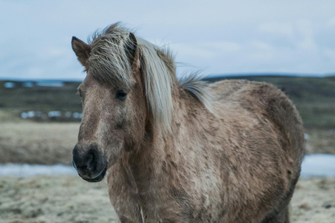 Iceland: Reynisfjara Black‑Sand Beach Horseback Adventure